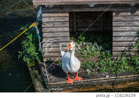 ガチョウ　琵琶湖大津港 118226239
