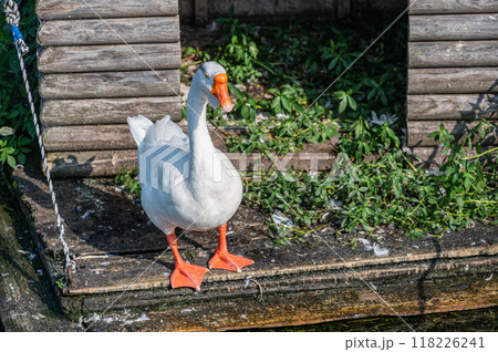 ガチョウ　琵琶湖大津港 118226241