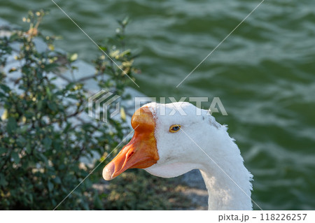 ガチョウ 琵琶湖大津港 ガチョウ 琵琶湖大津港 118226257