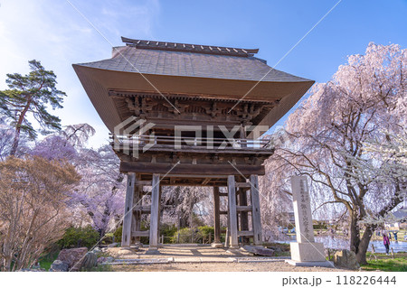 長野県松本市　樹齢500年と言われる安養寺の枝垂れ桜と門 118226444
