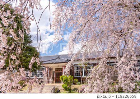 長野県飯田市　杵原学校の満開のしだれ桜 118226659