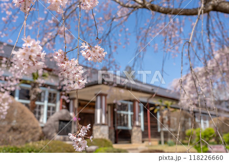 長野県飯田市　杵原学校の満開のしだれ桜 118226660