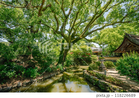 Beautiful Japanese garden with camphor tree in Dazaifu Tenman-gu, shrine Beautiful Japanese garden with camphor tree in Dazaifu Tenman-gu, shrine 118226689