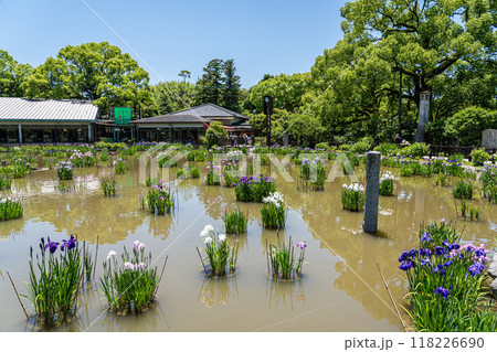 Iris Garden pond in famous Dazaifu Tenmangu Shrine. 118226690