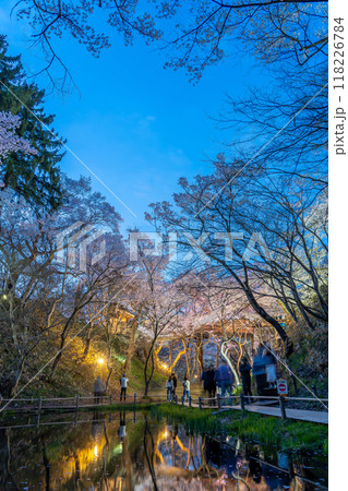 長野県伊那市 天下第一の桜と言われる池越しの高遠城址公園満開の夜桜 現れるハート型の空 長野県伊那市 天下第一の桜と言われる池越しの高遠城址公園満開の夜桜 現れるハート型の空 118226784