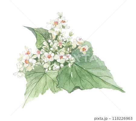水彩で描いたそばの花 水彩で描いたそばの花 118226963