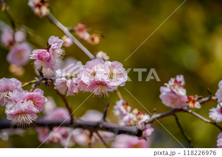 冬の日差しを浴びて輝く満開のピンクの梅 冬の日差しを浴びて輝く満開のピンクの梅 118226976