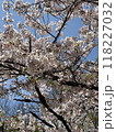 桜 118227032