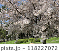 桜 118227072