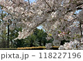 桜 118227196