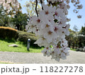 桜 118227278