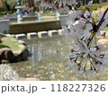 桜 118227326