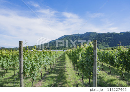 新潟　カーブドッチワイナリーのブドウ畑 118227463