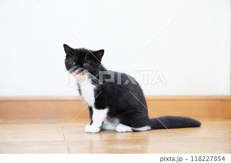お座りしたエキゾチックショートヘアーの仔猫 お座りしたエキゾチックショートヘアーの仔猫 118227854