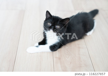 伏せたエキゾチックショートヘアーの仔猫 118227857