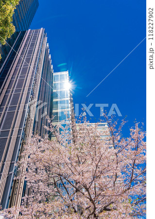 【東京都】桜満開の東京ミッドタウン風景 118227902