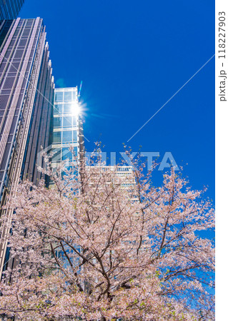 【東京都】桜満開の東京ミッドタウン風景 118227903