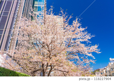 【東京都】桜満開の東京ミッドタウン風景 【東京都】桜満開の東京ミッドタウン風景 118227904