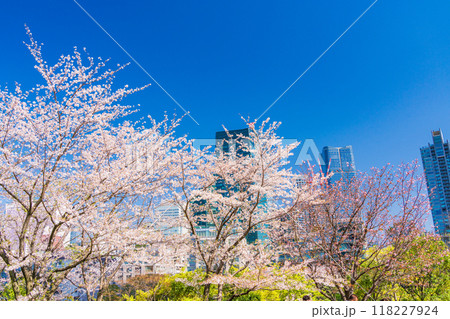 【東京都】桜満開の東京ミッドタウン風景 118227924