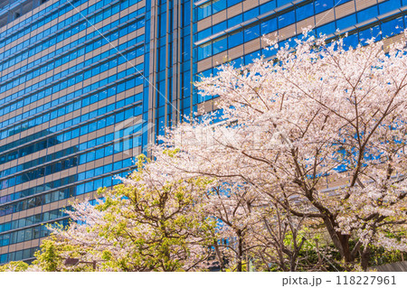 【東京都】桜満開の東京ミッドタウン風景 【東京都】桜満開の東京ミッドタウン風景 118227961