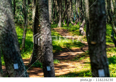 三保松原 松林 小径 木漏れ日 三保松原 松林 小径 木漏れ日 118228230