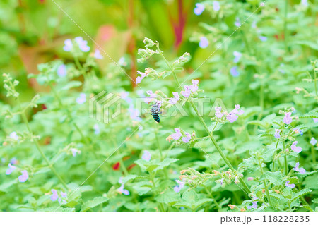 ブルービー 118228235