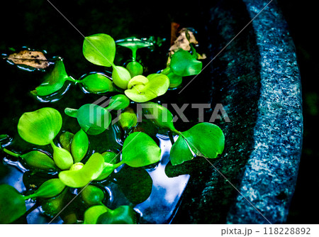 屋外に設置された陶器の中の水に浮かぶ水草 118228892
