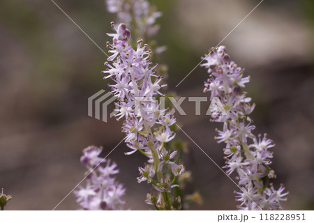 ツルボの花 118228951