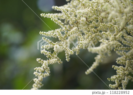 ヌルデの花 ヌルデの花 118228952