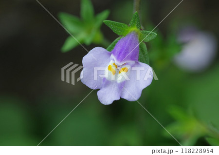 トキワハゼの花 118228954