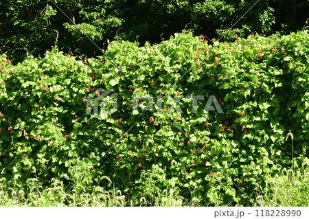 初秋の北海道森町で赤花豆の花が咲いている風景を撮影 118228990