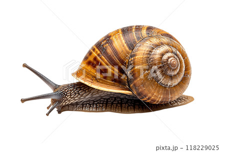 Snail PNG cutout isolated on transparent background, graphic resource 118229025