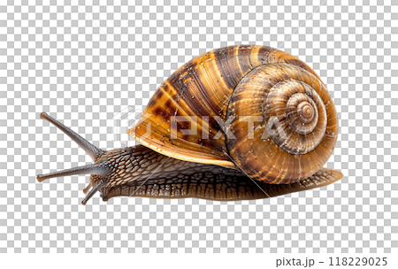 Snail PNG cutout isolated on transparent background, graphic resource 118229025