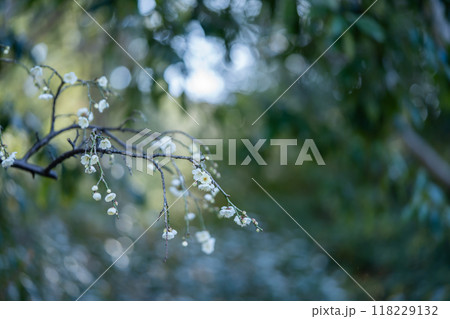 白梅　玉咢枝垂 118229132