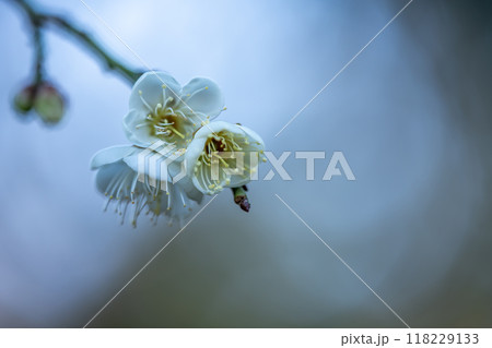 白梅　玉咢枝垂 118229133