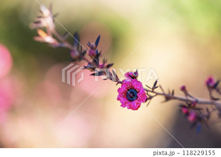 御柳梅 御柳梅 118229155