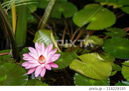 スイレン スイレン 118229195