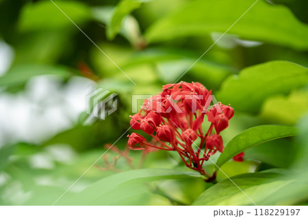 イクソラ 118229197