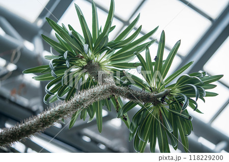 アアソウカイ 118229200