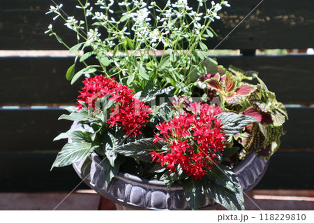 ペンタスとコリウスの寄せ植え 118229810