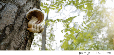 Affixed to a decomposing poplar log, the Pholiota populnea fungus assists in the natural decomposition process, playing a vital role in the woodland's regenerative cycle 118229866