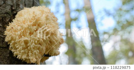 Flourishing in a woodland's, the distinctive Hericium coralloides mushroom, with its cascading, coral-like form, commands attention with its unique, mesmerizing appearance Flourishing in a woodland's, the distinctive Hericium coralloides mushroom, with its cascading, coral-like form, commands attention with its unique, mesmerizing appearance 118229875