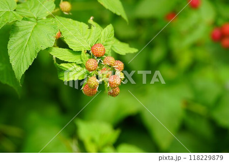 色づき始めた天然ブラックベリー 118229879