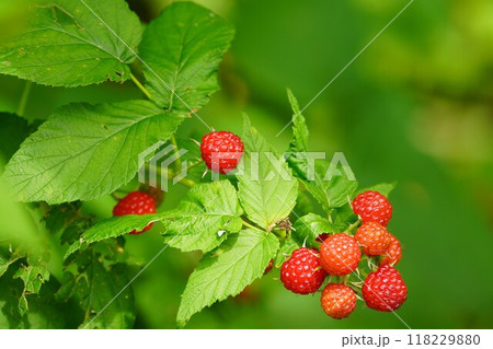 色づき始めた天然ブラックベリー 118229880