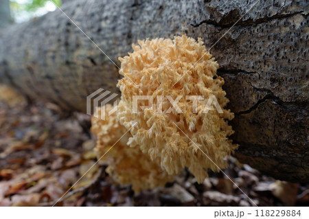 rare Hericium coralloides mushroom clings to a fallen tree trunk, unfurling its unique, coral-like structure in a serene forest setting rare Hericium coralloides mushroom clings to a fallen tree trunk, unfurling its unique, coral-like structure in a serene forest setting 118229884