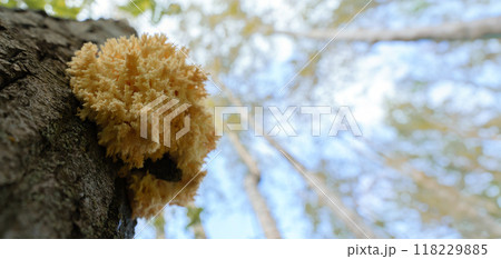 Red Data Book mushroom 'coral-shaped hedgehog' on the trunk of a dead tree bottom view, against the sky 118229885
