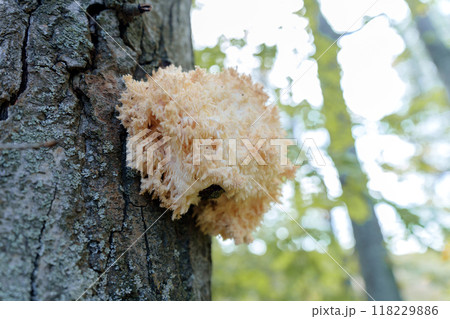 Hericium coralloides mushroom, a rare species listed in the Red Book, unfurls its intricate, coral-like structure in a captivating natural display Hericium coralloides mushroom, a rare species listed in the Red Book, unfurls its intricate, coral-like structure in a captivating natural display 118229886