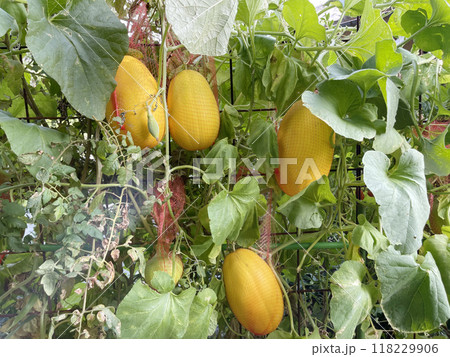 melon, growing melons in nets in Japan 118229906