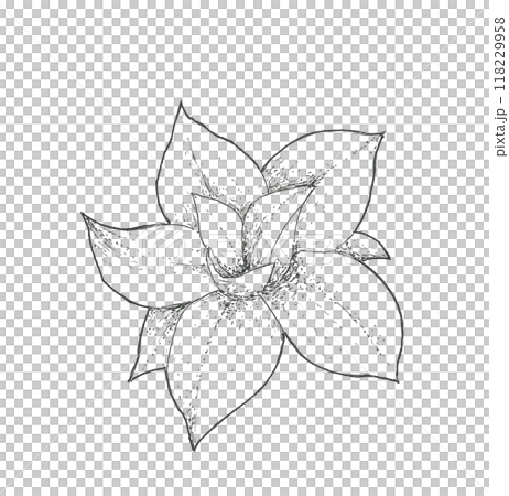 Magnolia flowers 118229958
