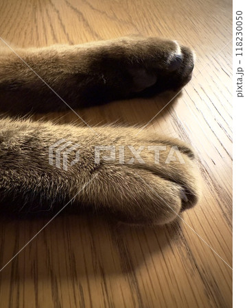 猫の手 118230050
